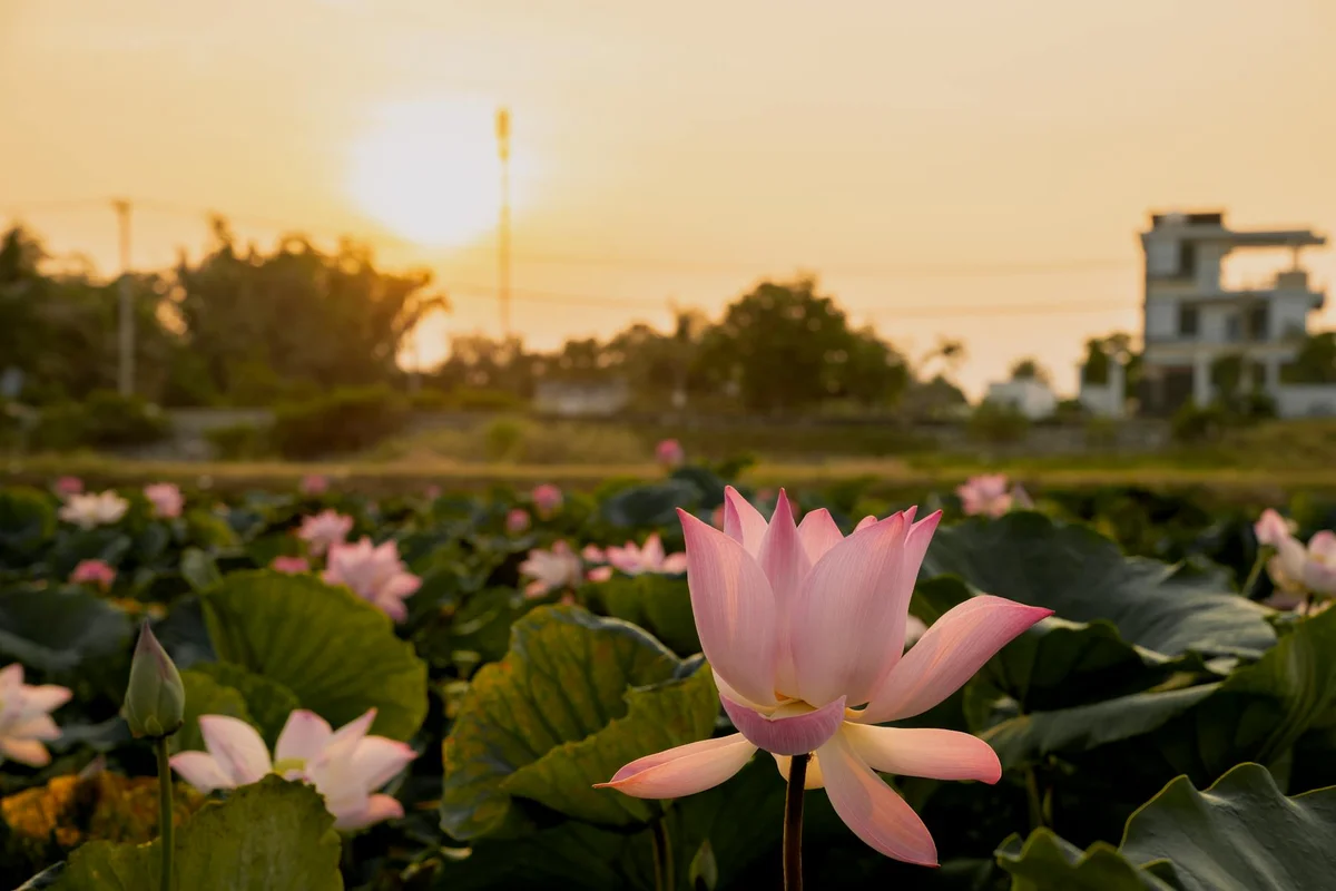 Nong Nooch Tropical Garden Pattaya view 2