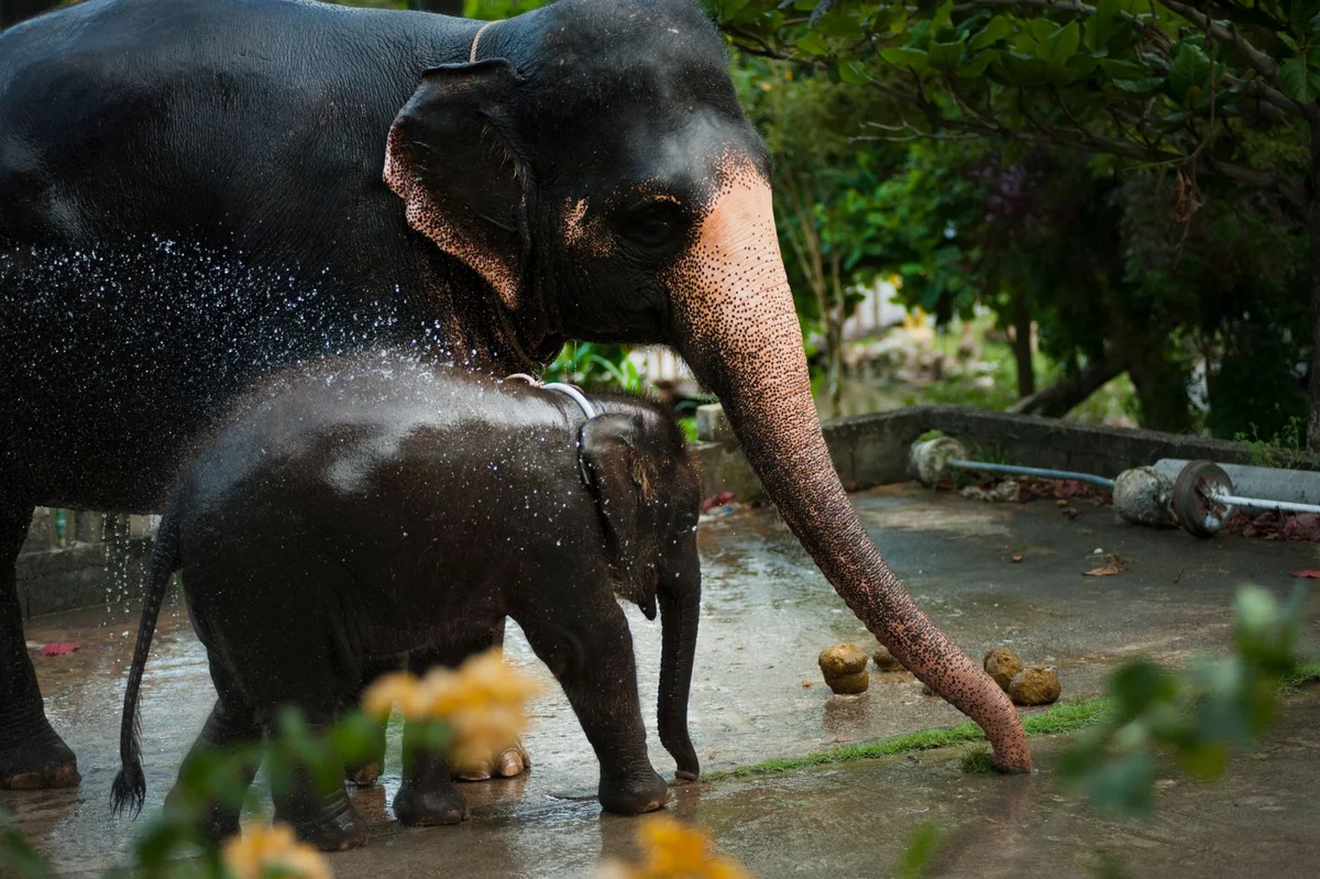Patara Elephant Farm view 1