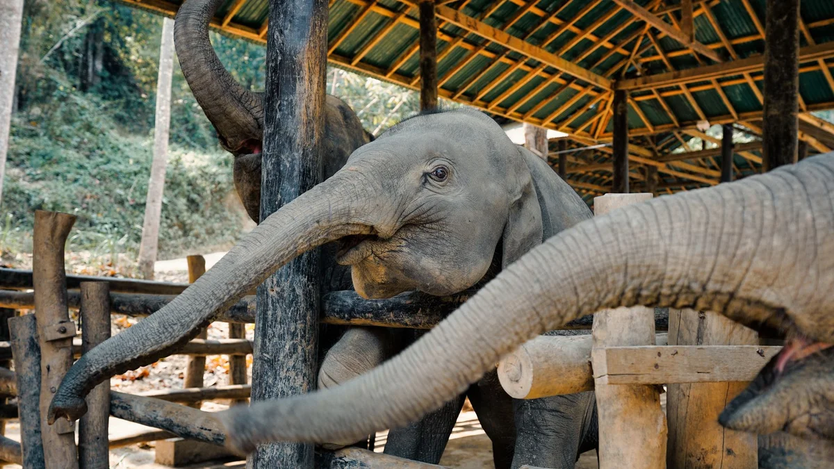 Patara Elephant Farm view 2