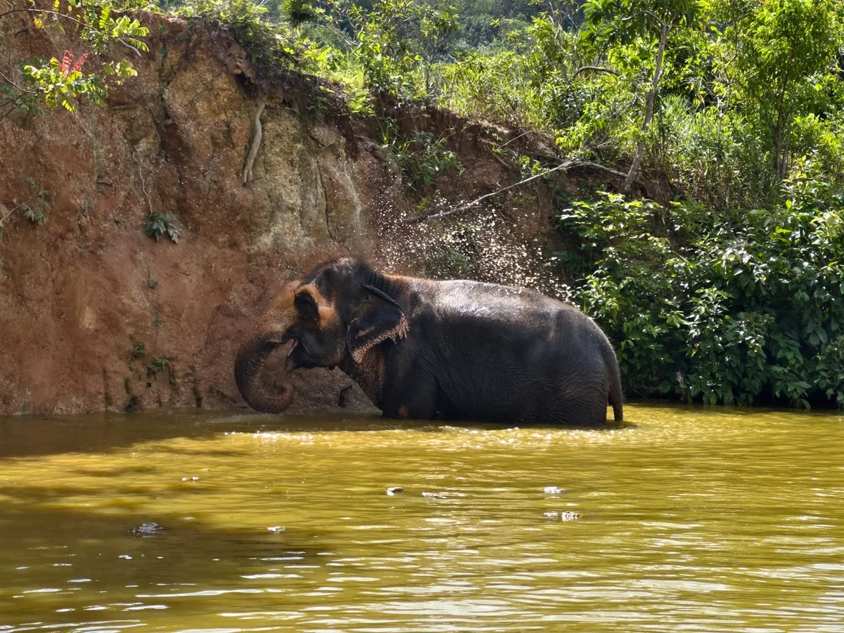 Phuket Elephant Sanctuary feature