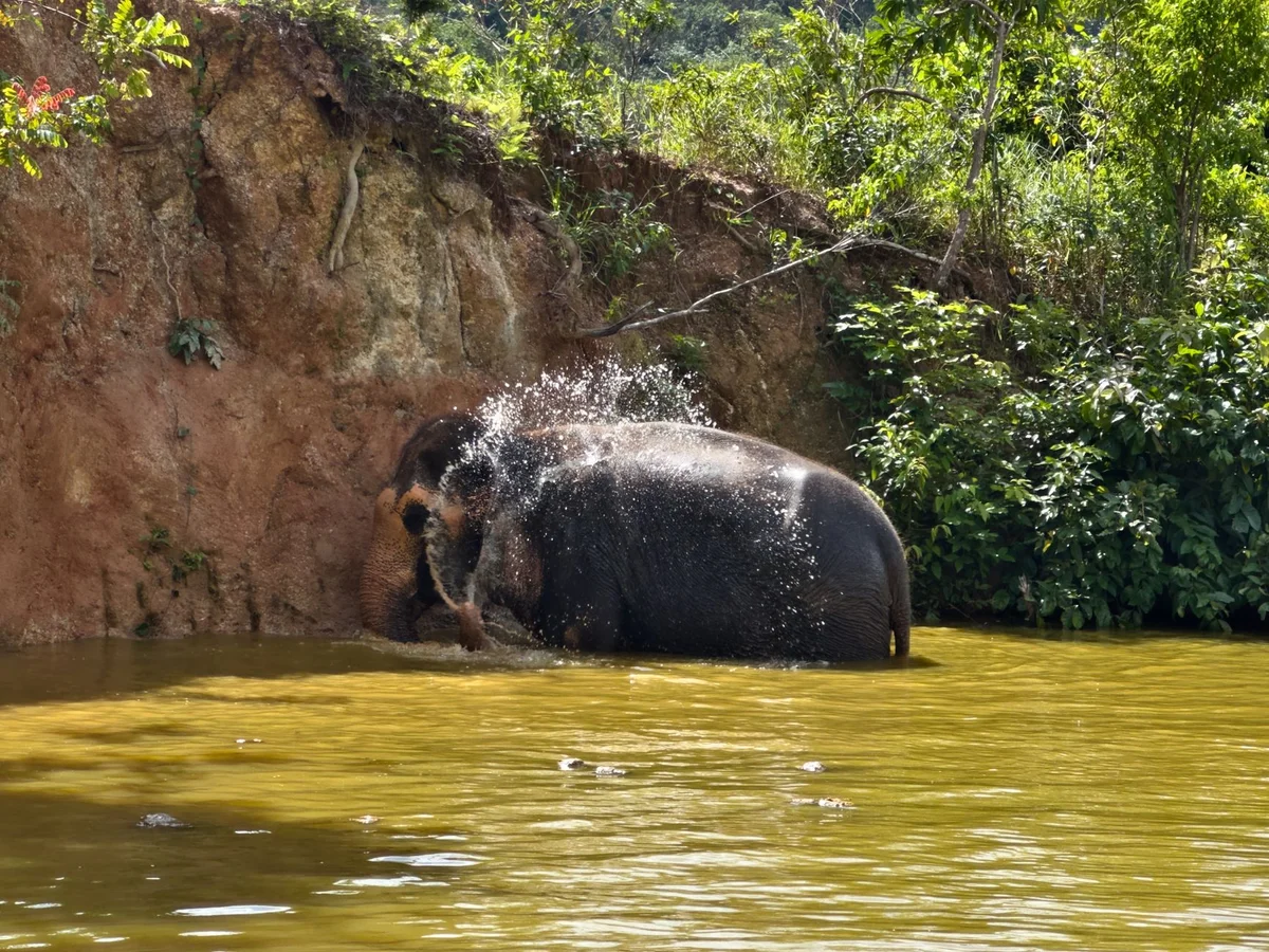 Phuket Elephant Sanctuary view 2