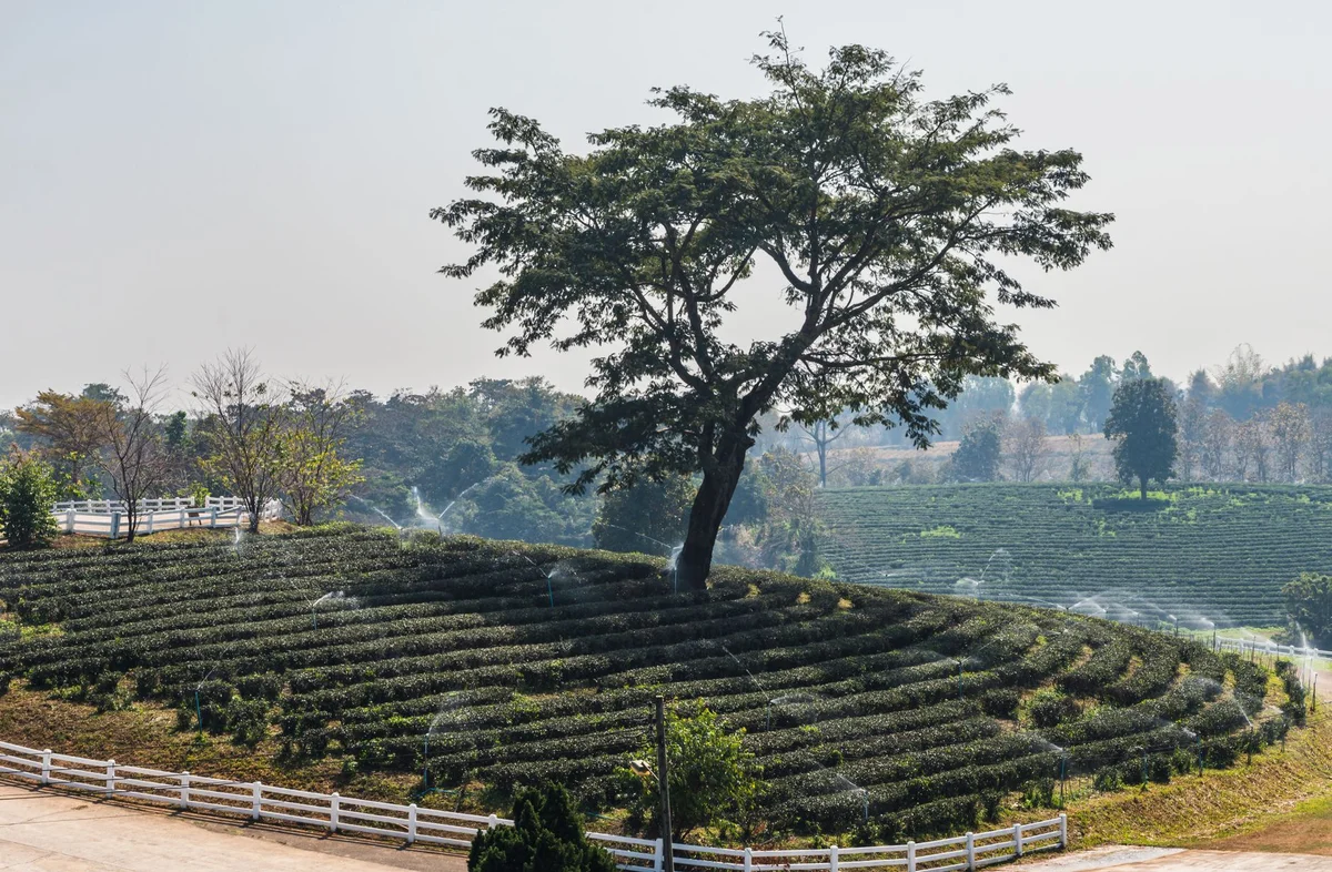 Rai Mae Fah Luang view 2