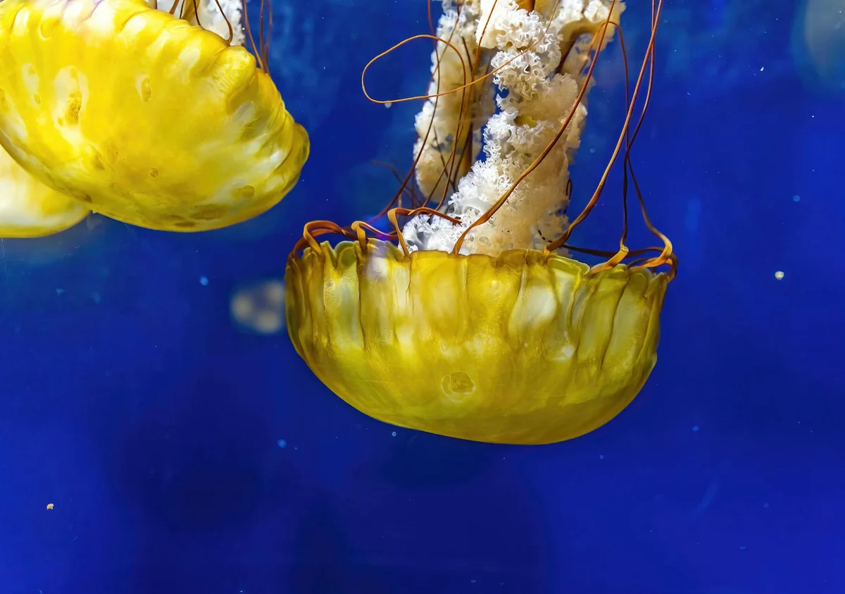 Sea Life Bangkok Ocean World feature