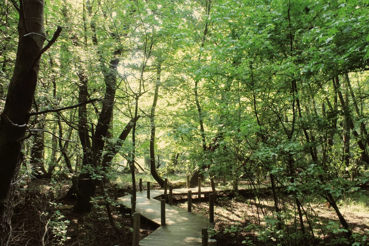 Dokuma Park view 2