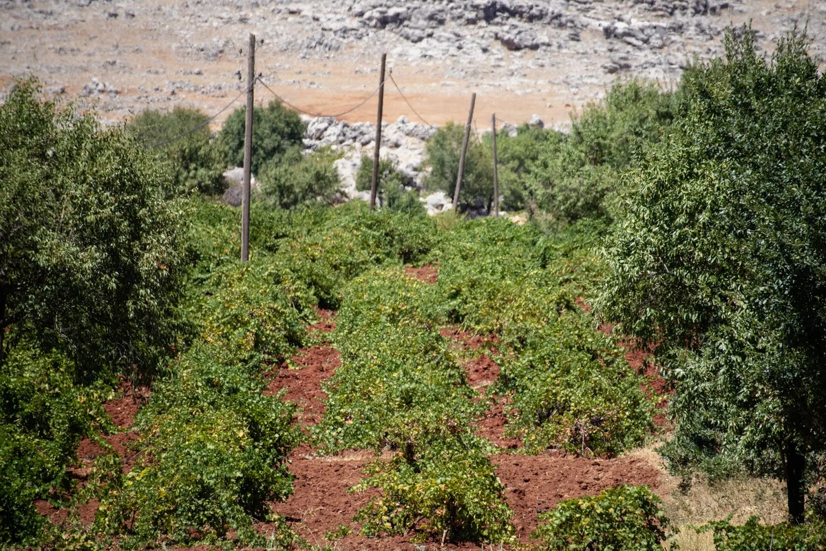 Turasan Winery view 1