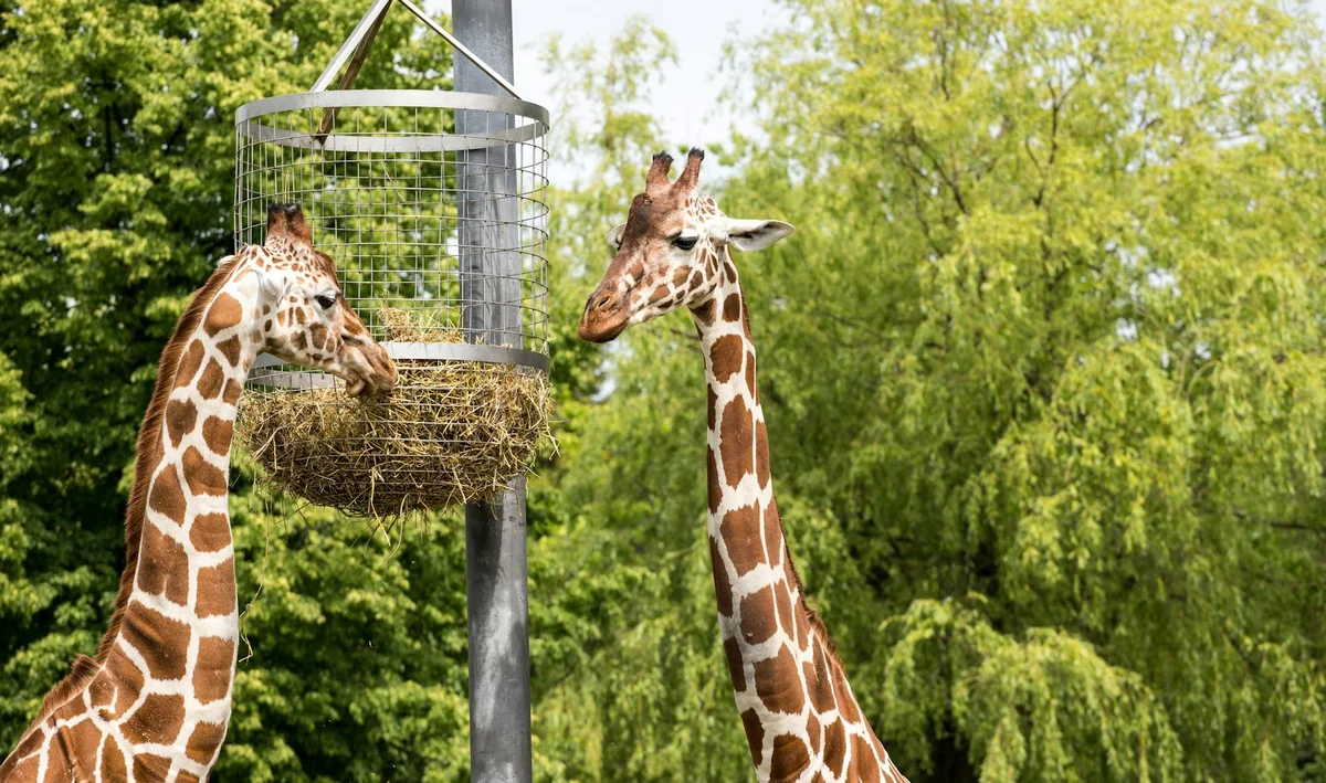 Emirates Park Zoo feature