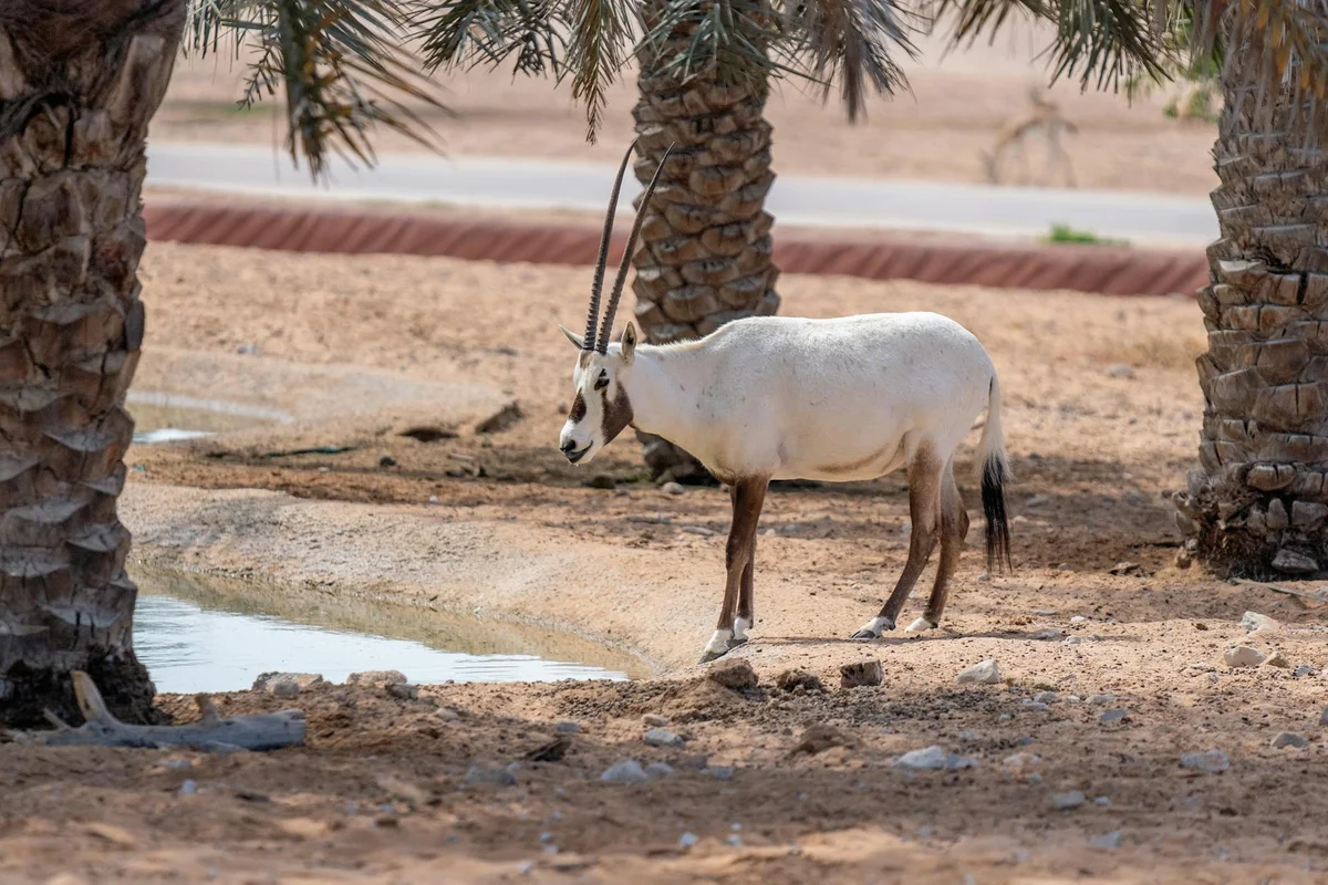 Sir Bani Yas Island feature