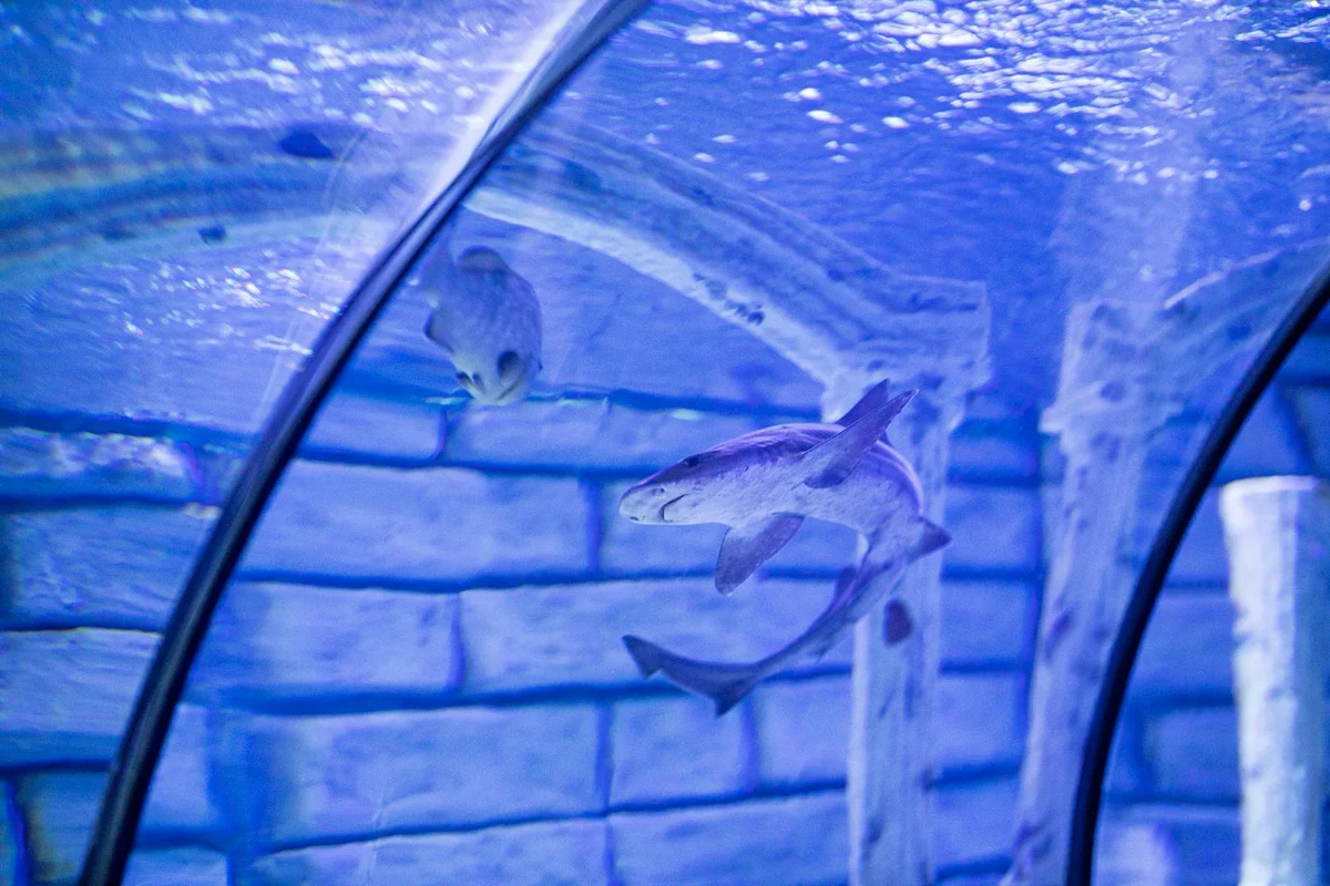 Sharjah Aquarium feature