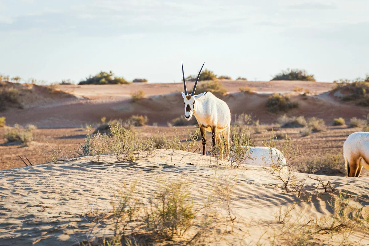 Sharjah Desert Park feature