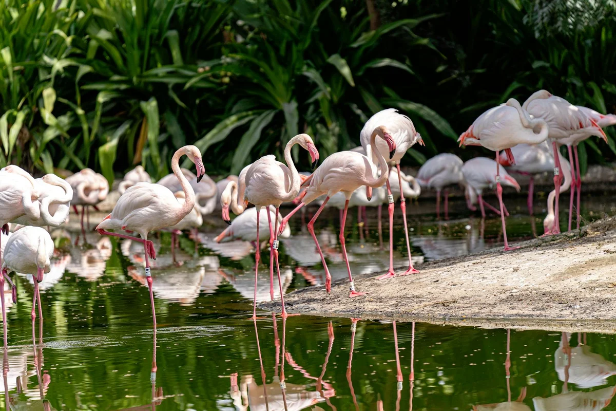 Arabia's Wildlife Centre view 1