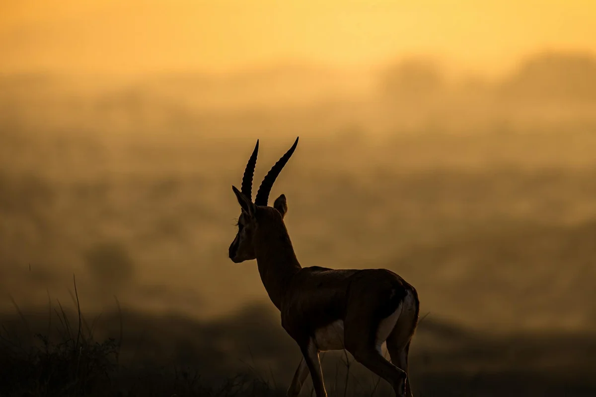 Arabia's Wildlife Centre feature