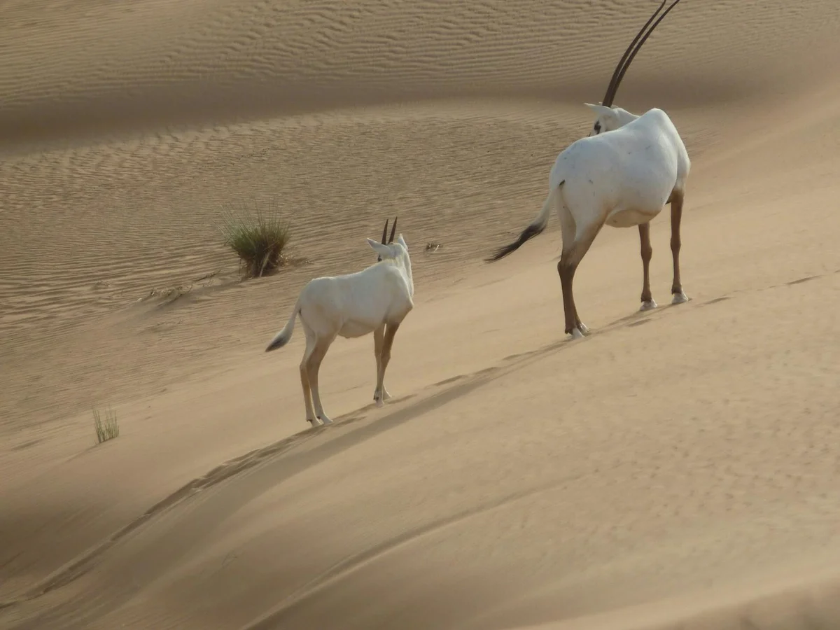 Arabia's Wildlife Centre view 2