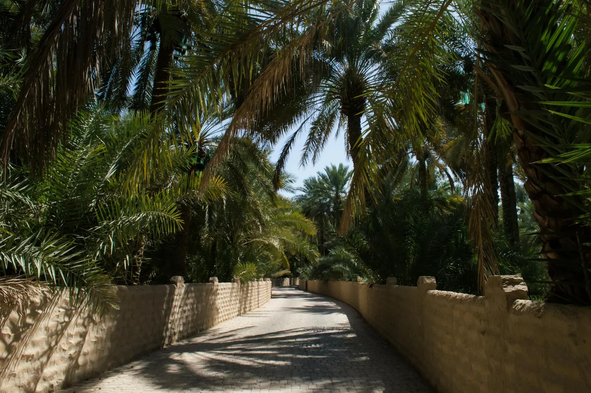 Al Ain Oasis feature