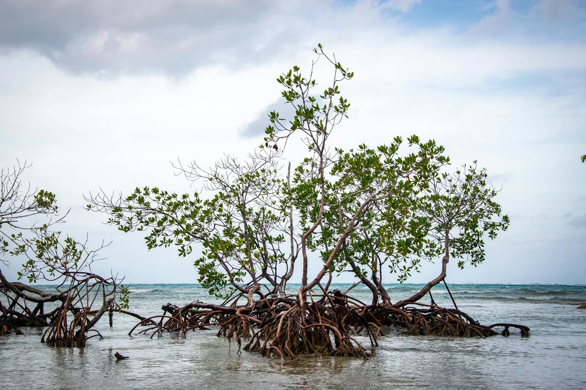 Al Hamriyah Marine Walk view 1