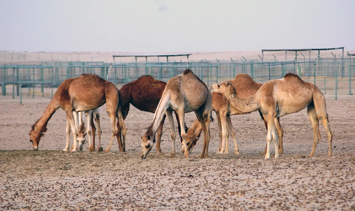 Al Wadi Nature Reserve view 2