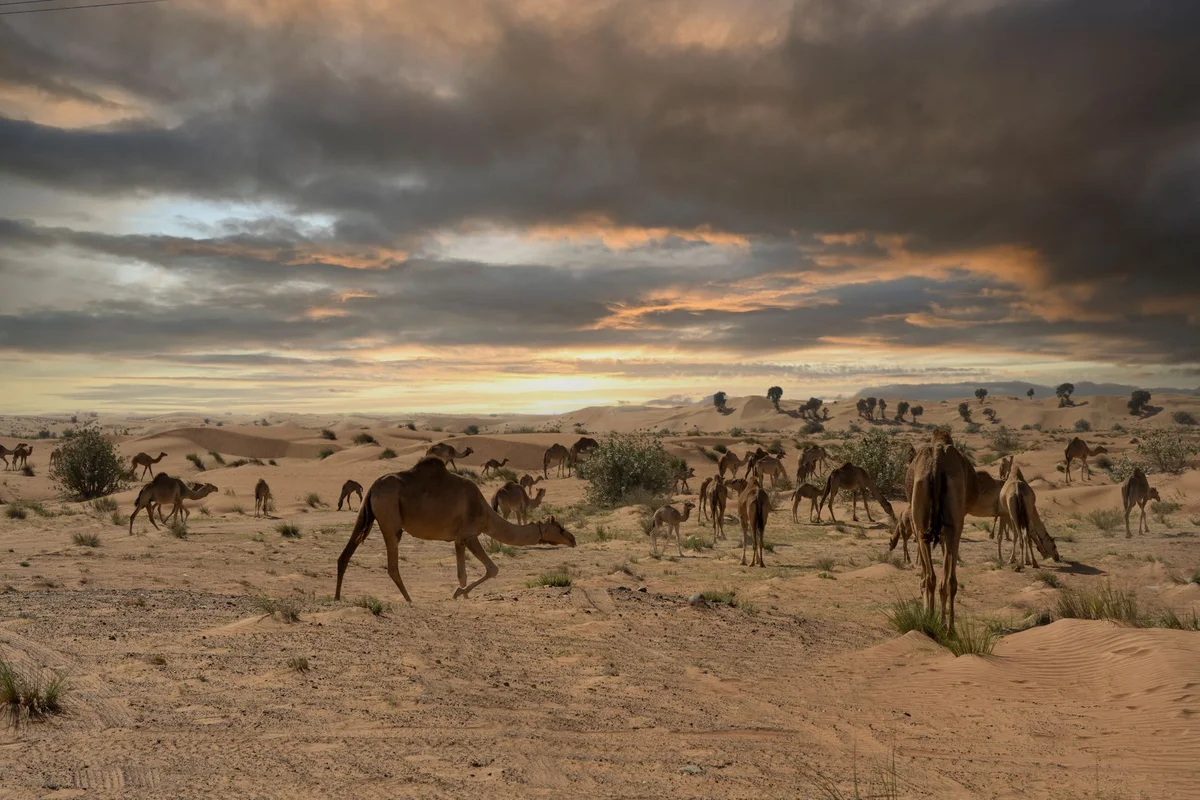 Camel Rock view 1