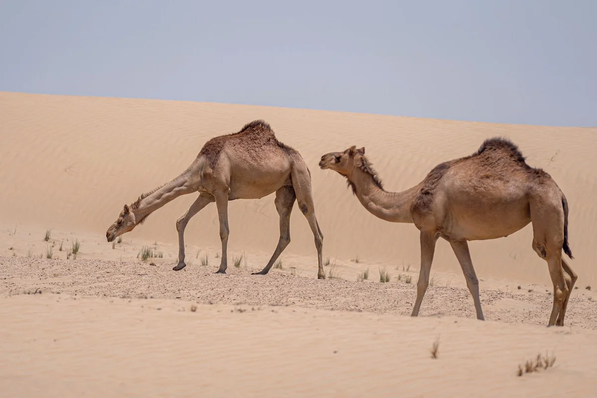 Camel Rock view 2