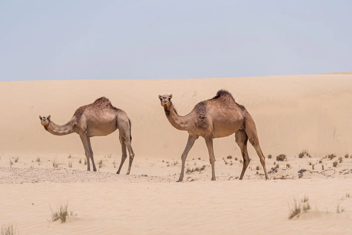 Camel Rock view 2