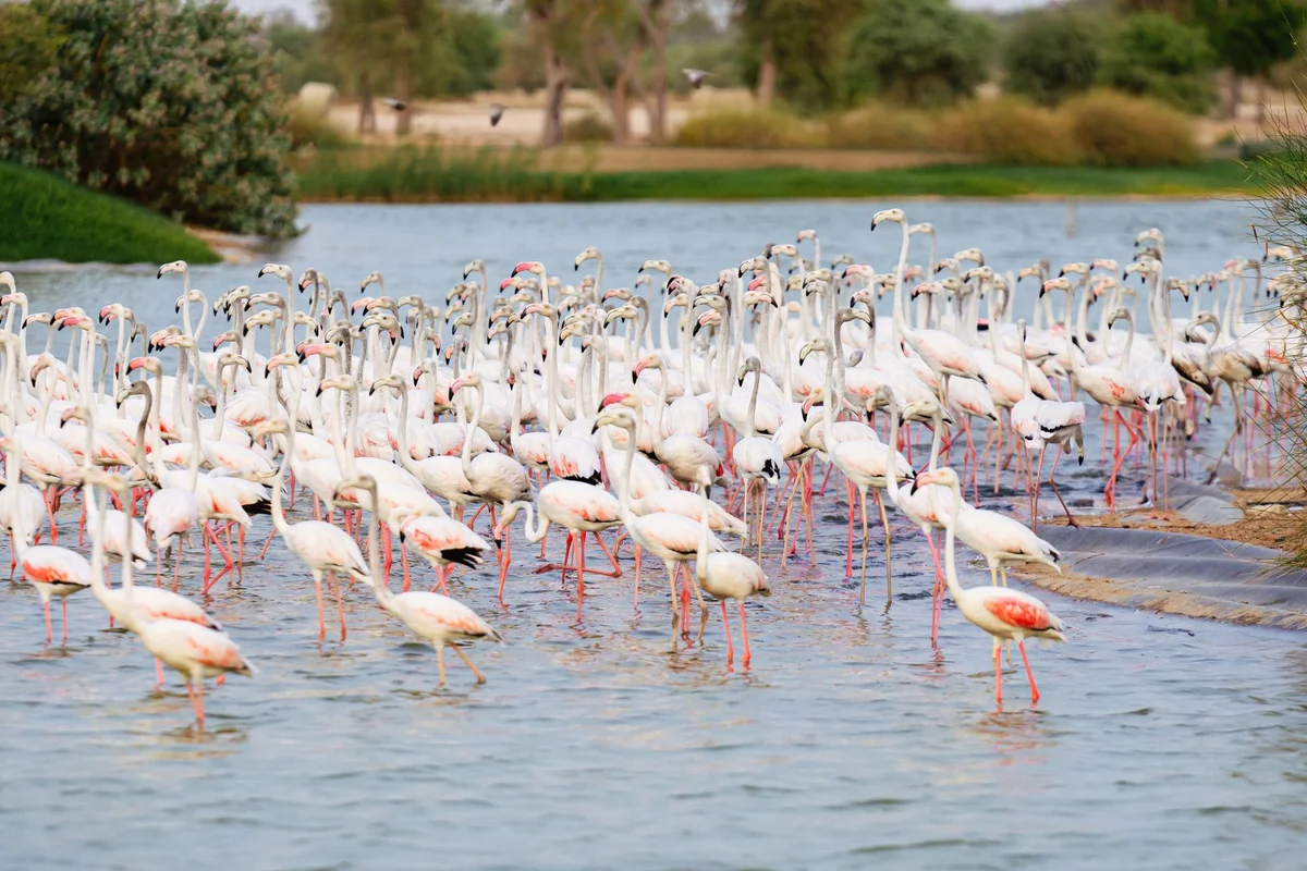 Mina Al Arab view 1