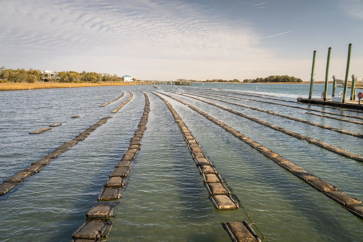 Al Suwaidi Pearl Farm view 2