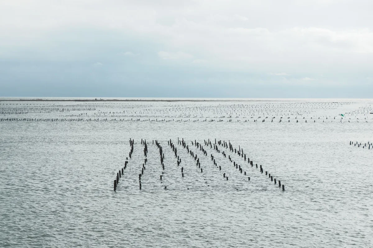 Al Suwaidi Pearl Farm view 1