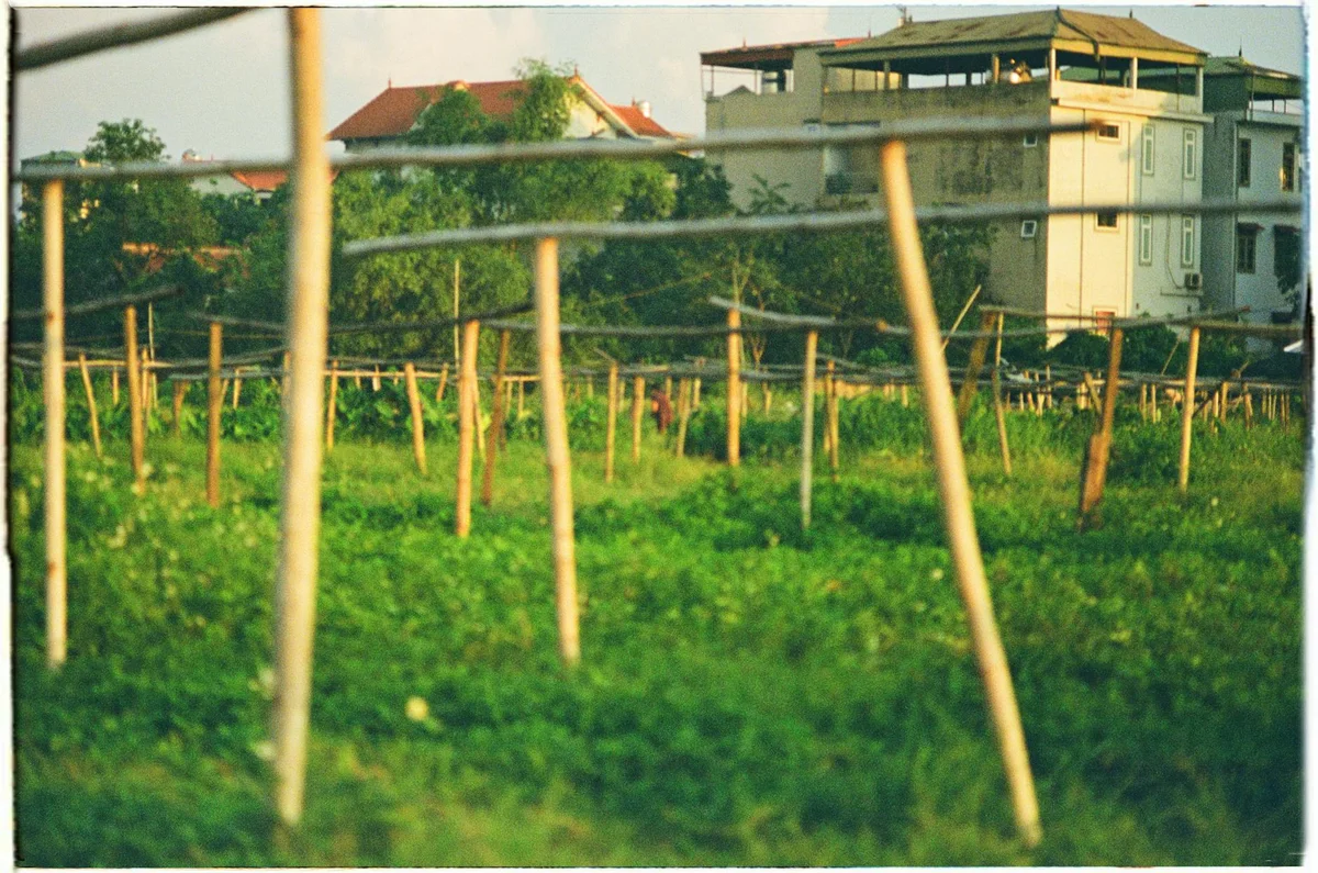 Phu Quoc Countryside Pepper Farm view 2