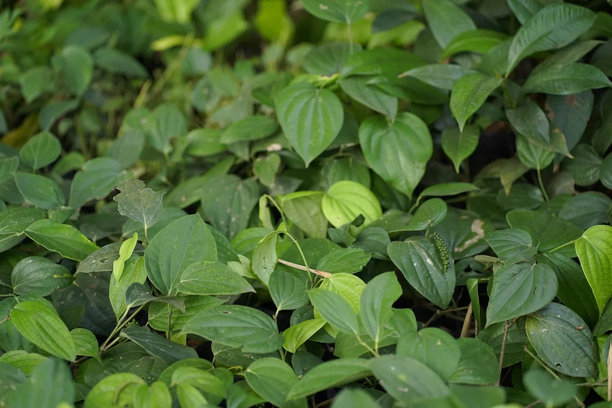 Phu Quoc Countryside Pepper Farm view 1