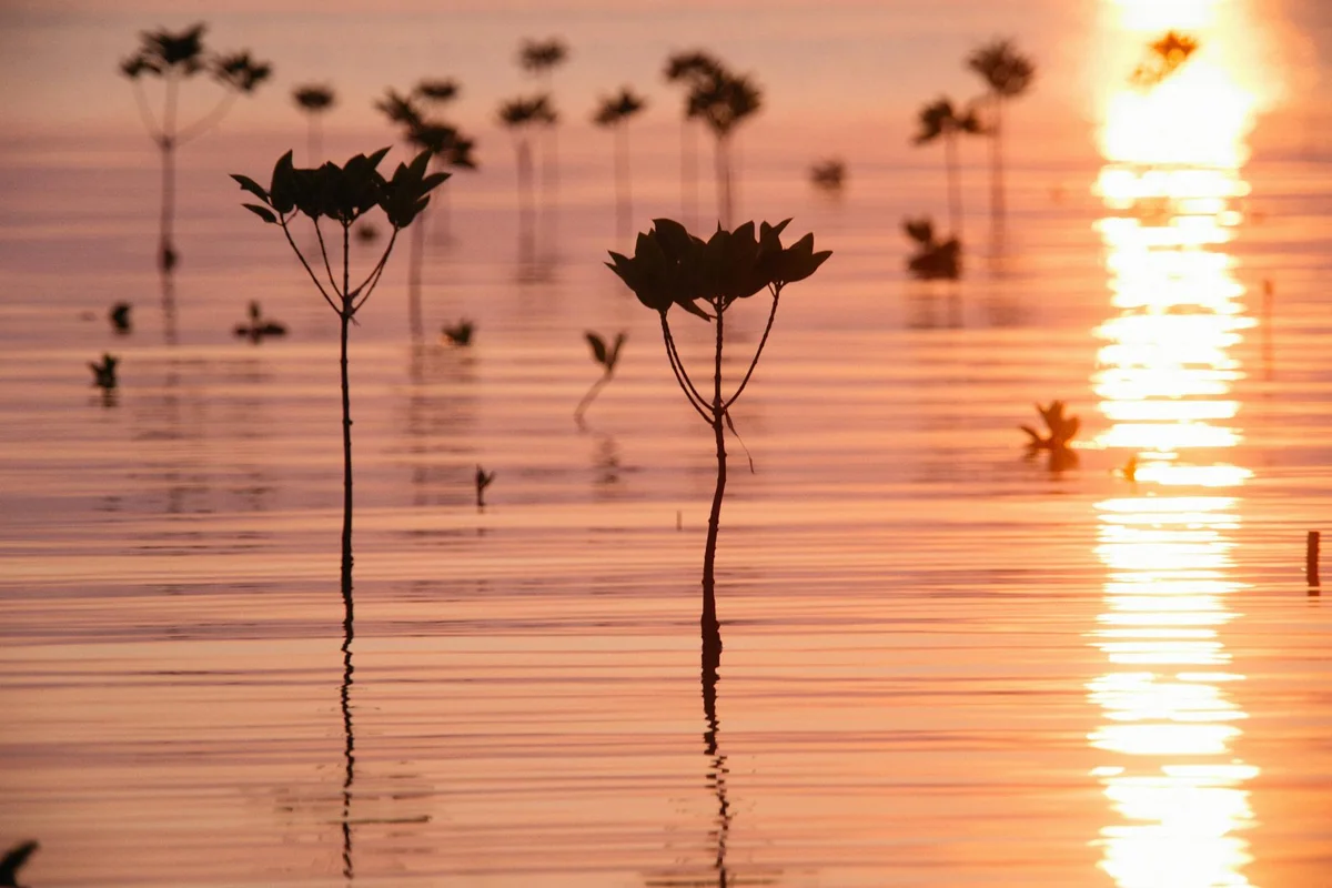 Phú Quốc National Park feature