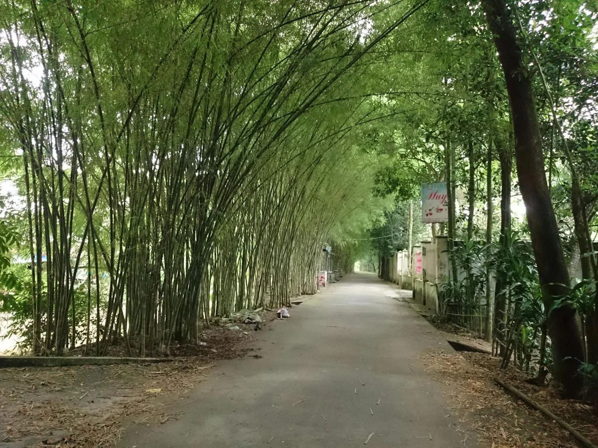 Cu Chi Tunnels view 2
