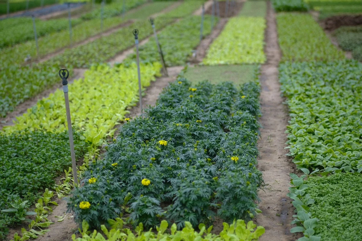 Phu Quoc Countryside Farm view 2