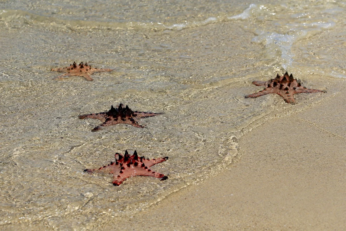 Rach Vem Starfish Beach feature