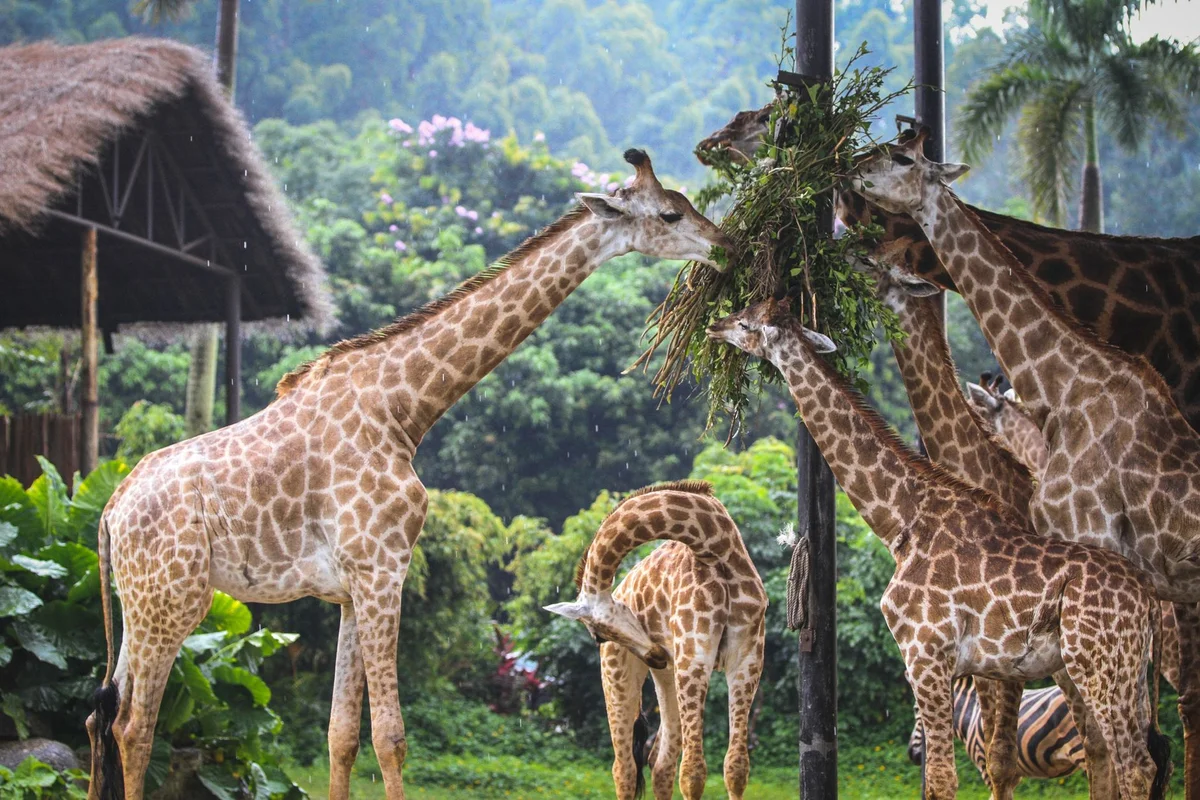 Vinpearl Safari Phu Quoc feature