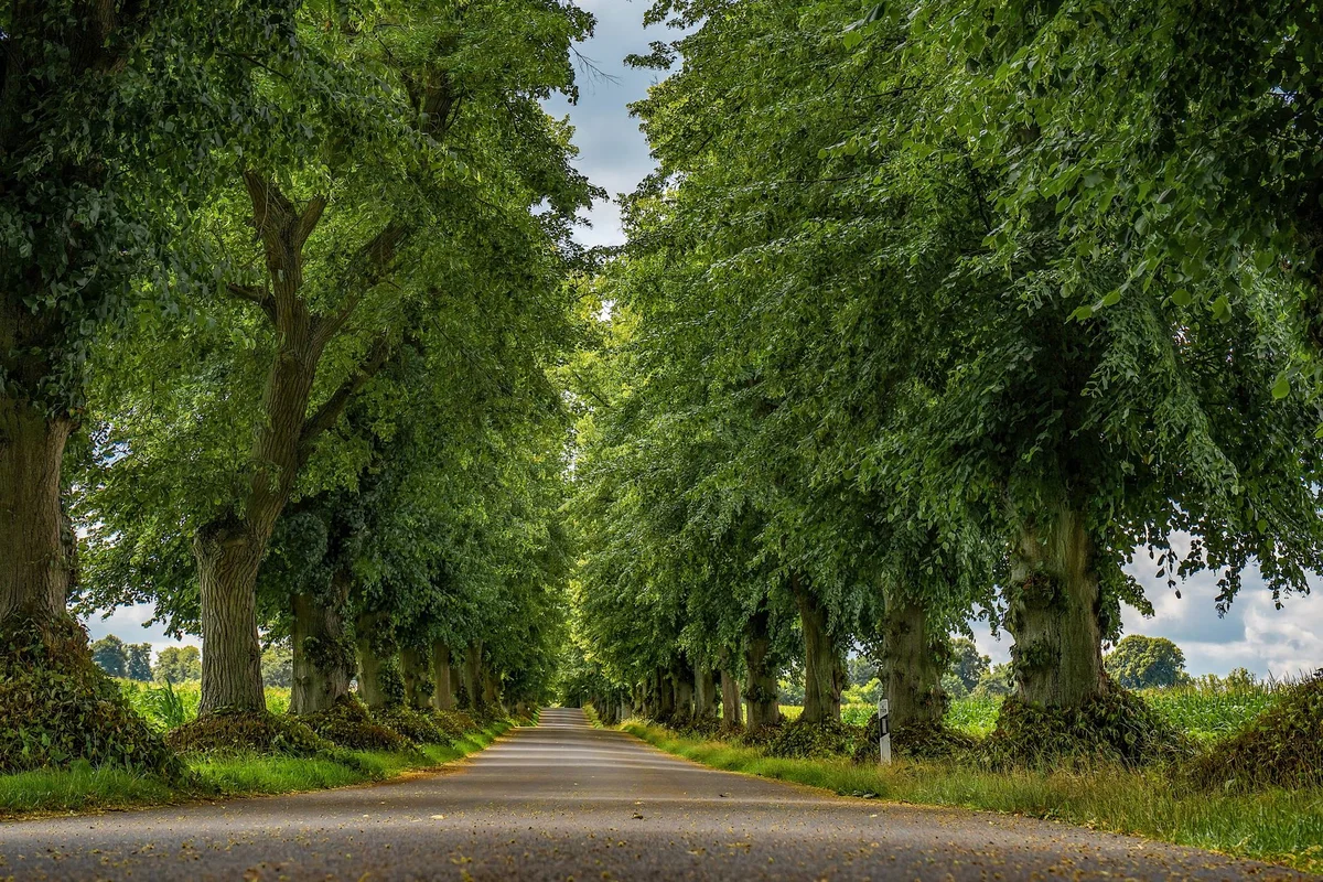 Hellbrunner Allee feature