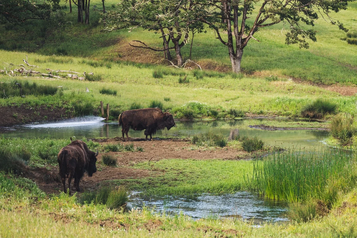 Belovezhskaya Pushcha National Park feature