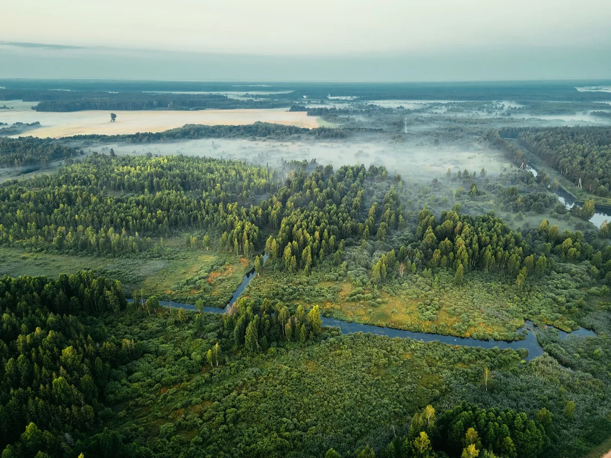 Belovezhskaya Pushcha National Park view 1