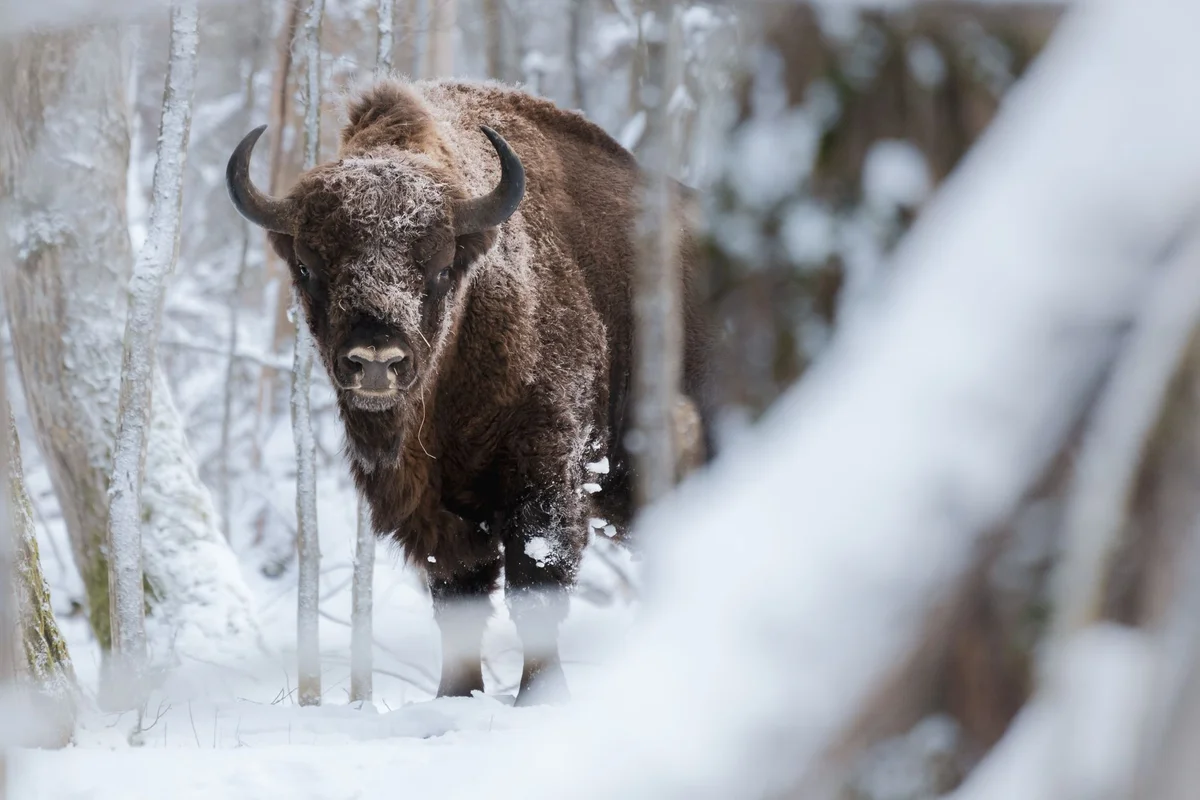 Bison Enclosure view 1