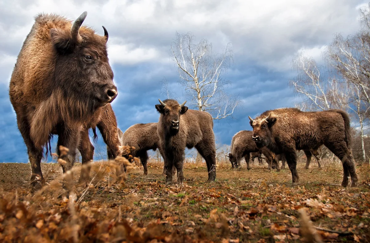 Bison Enclosure view 2