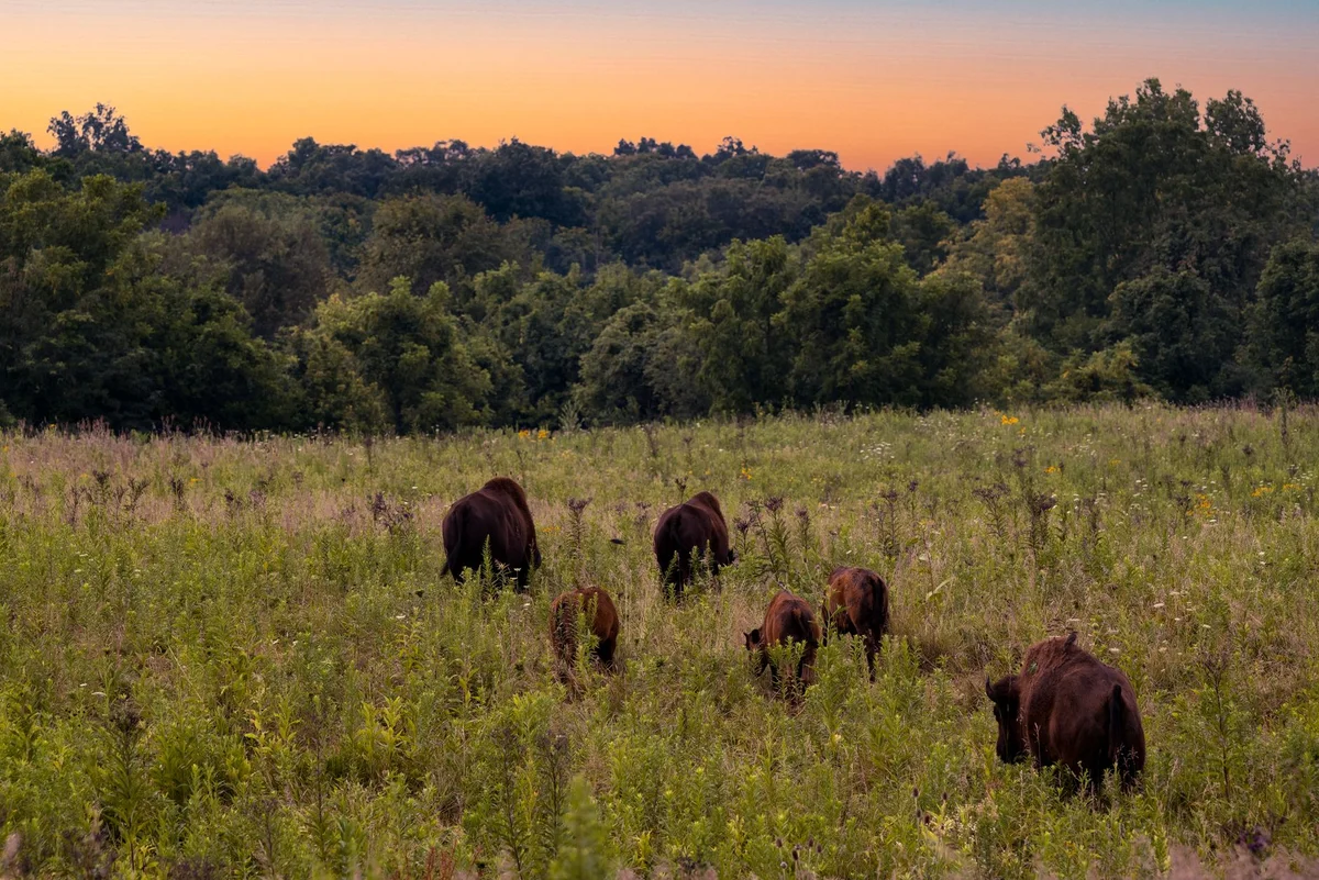 Bison Enclosure feature