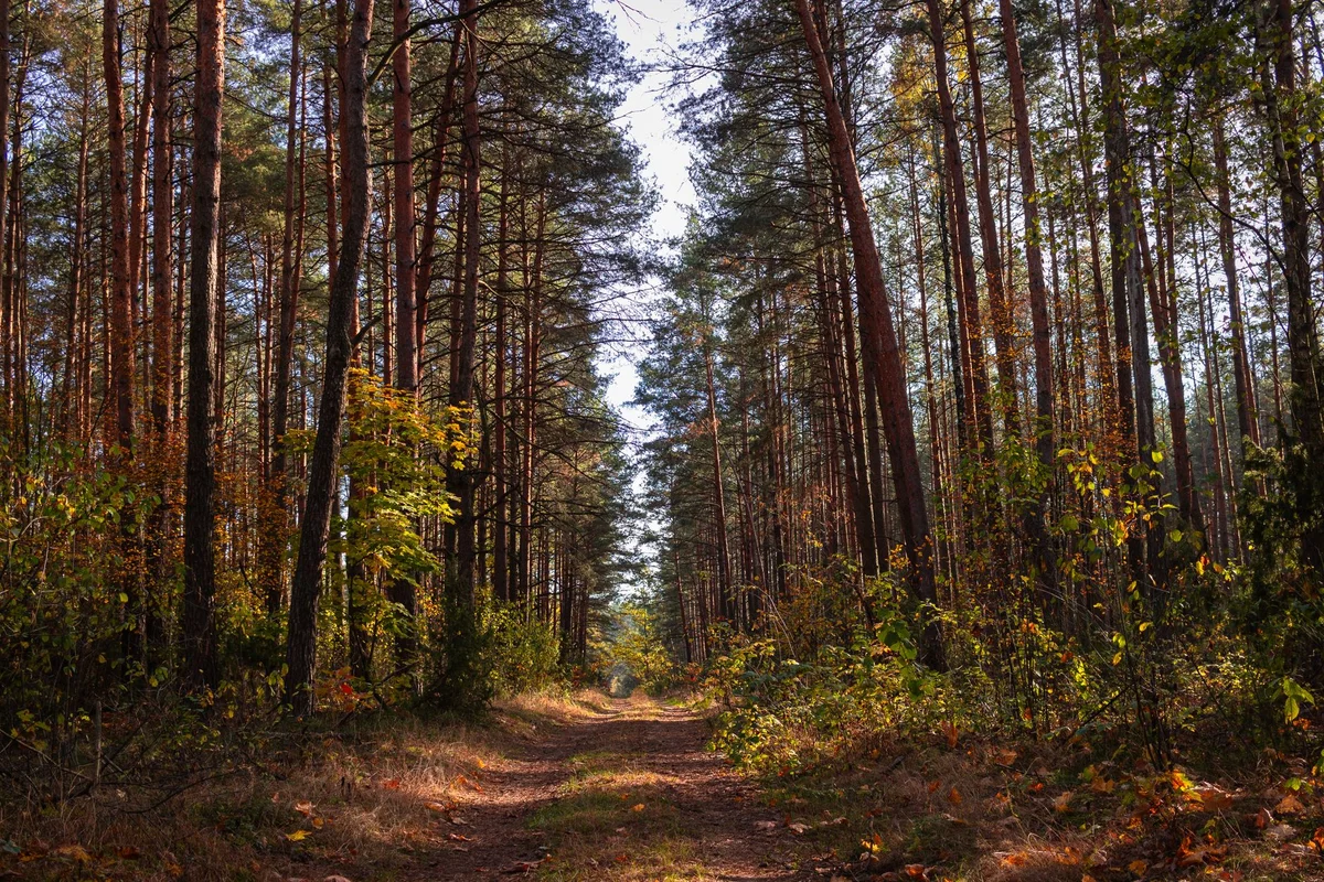 Nature Museum of Belovezhskaya Pushcha feature