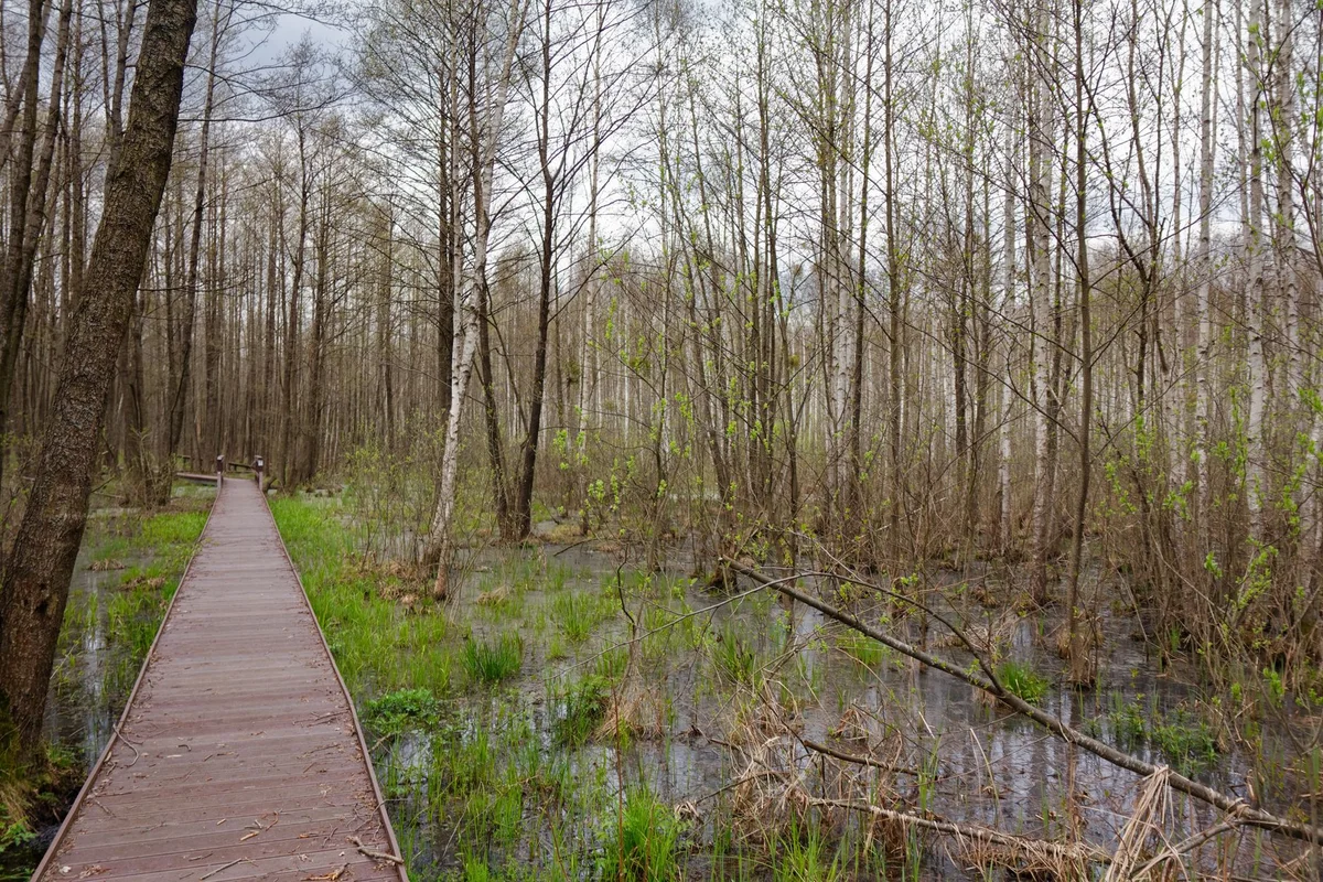 Tsar Oak Trail view 1