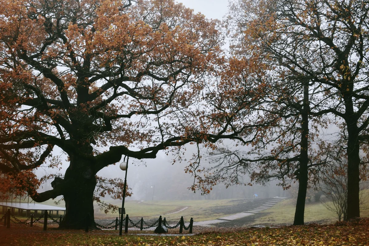 Tsar Oak Trail feature