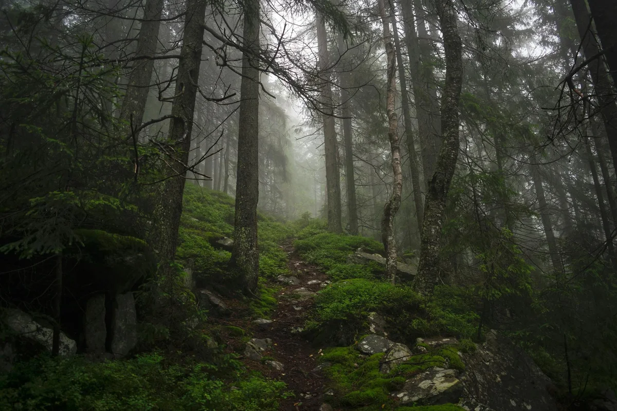 Mljet Forest Trails view 1