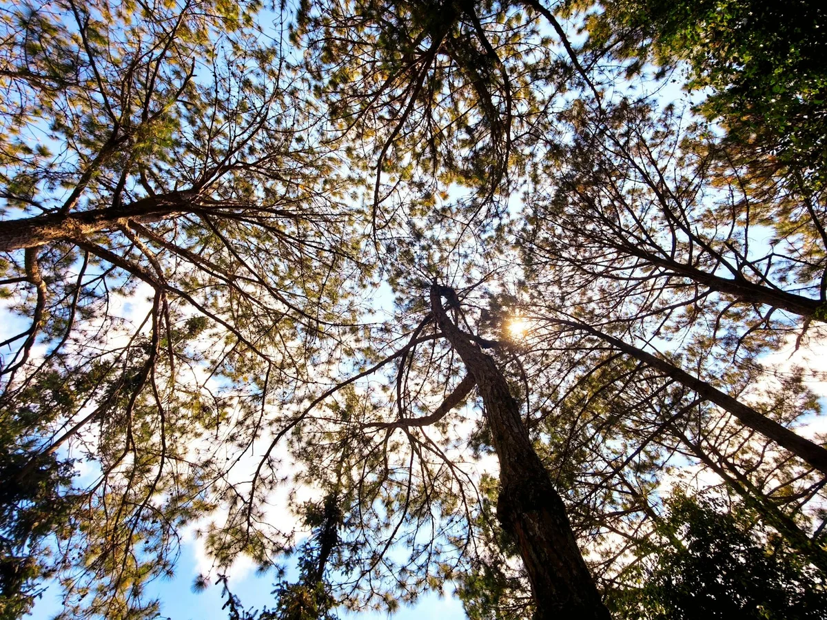 Mljet Forest Trails view 2