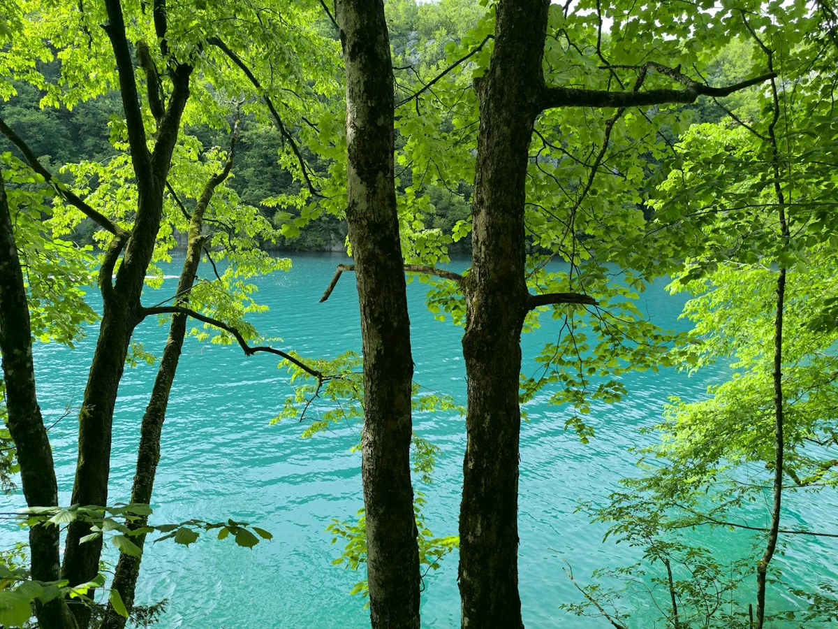Mljet Forest Trails feature