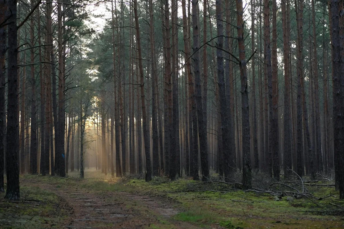 Zlatni Rt Walking Trails view 2