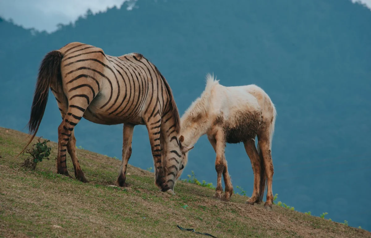 Brijuni Safari Park feature
