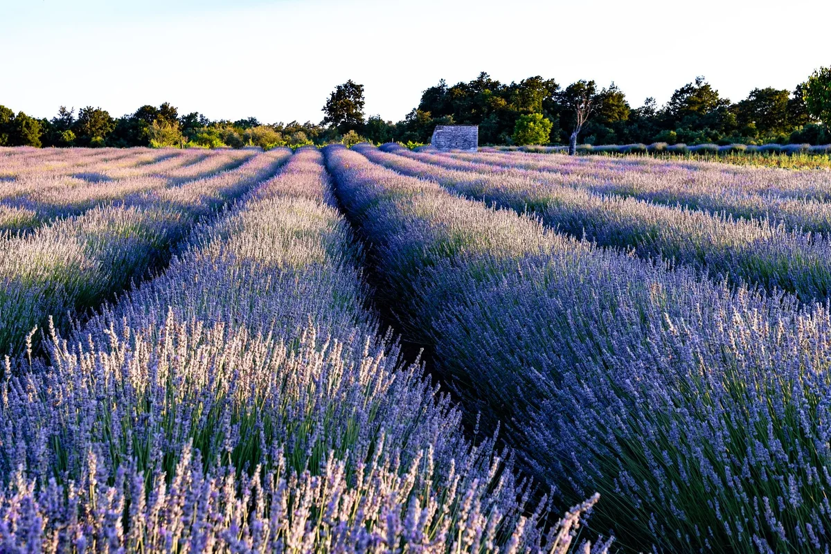 Brusje Lavender Fields view 1