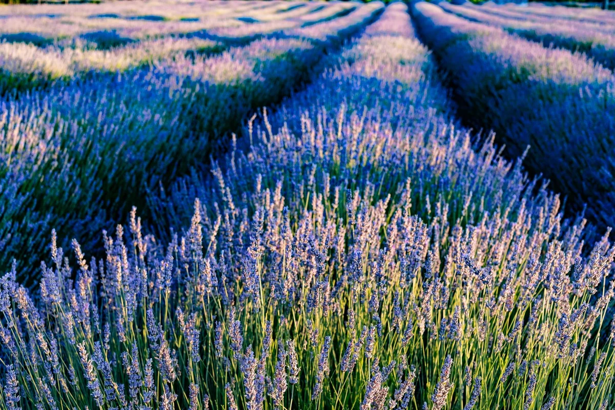 Brusje Lavender Fields view 2