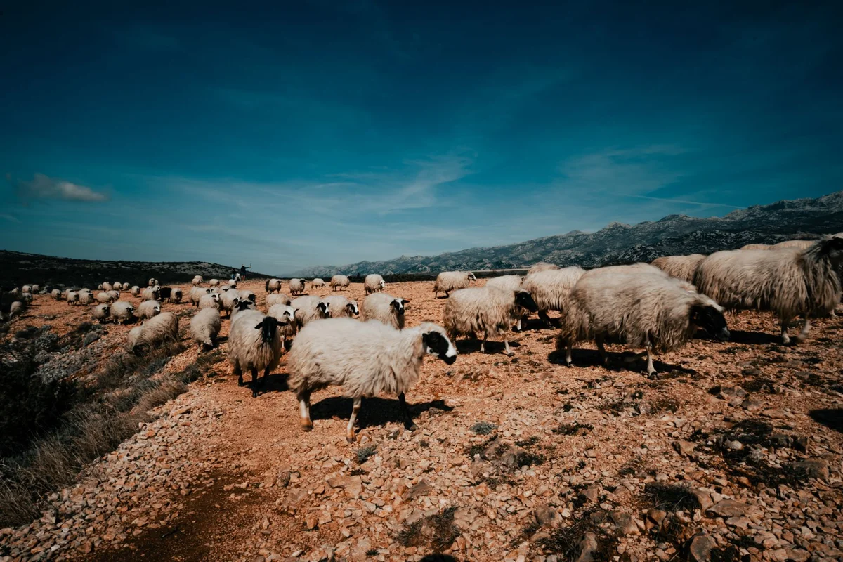 Gligora Cheese Factory view 1