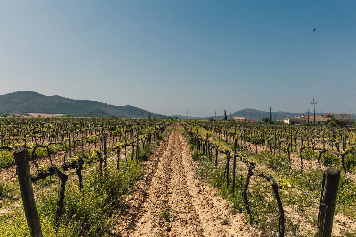 Meneghetti Winery view 1